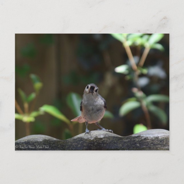 Whatcha Doin Postcard (Front)