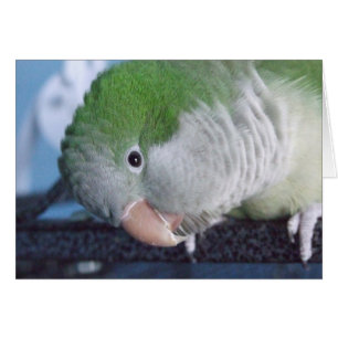 Whatcha Doin'? Quaker Parakeet