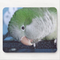 Whatcha Doin'? Quaker Parakeet