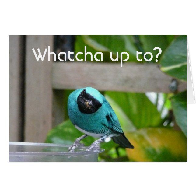 Whatcha up to? (Front Horizontal)