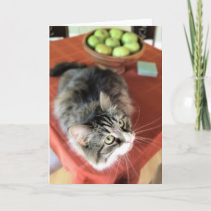 What's a Still Life? Siberian Cat Note Cards