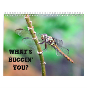 What's Buggin' You - Insect Calendar Edition 2