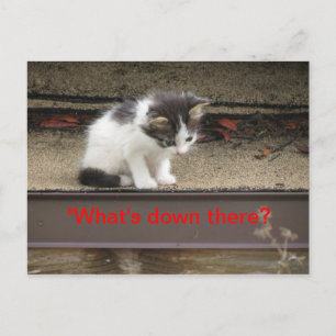"What's down there?" Curious Kitten Postcard