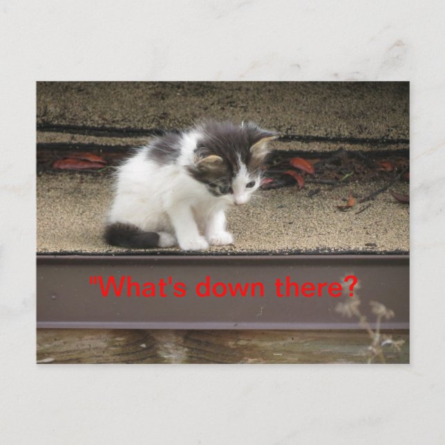 "What's down there?" Curious Kitten Postcard (Front)