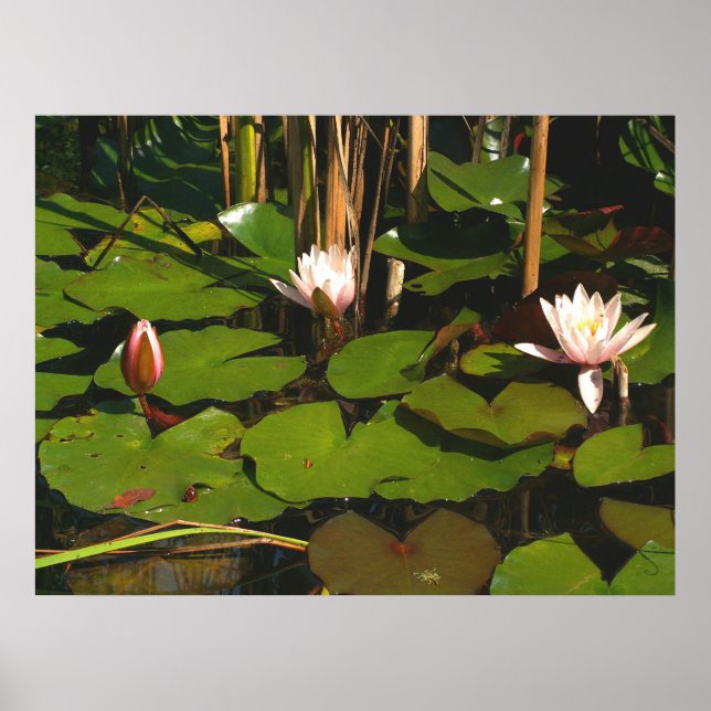 What's down under? poster (Front)