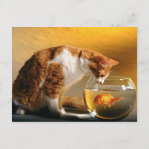 Whats For Dinner ? Postcard