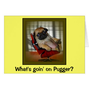 What's Goin on Pugger?