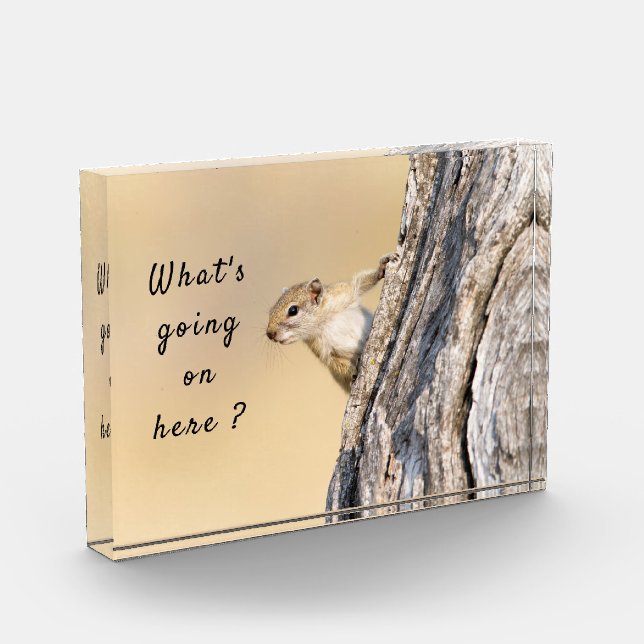 What's going on here squirrel photo with text (Left)