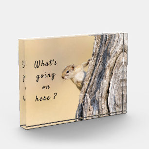 What's going on here squirrel photo with text block