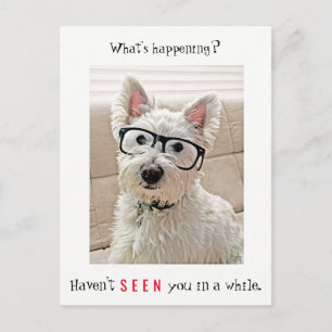 What's Happening, Westie Dog Wearing Glasses Postcard