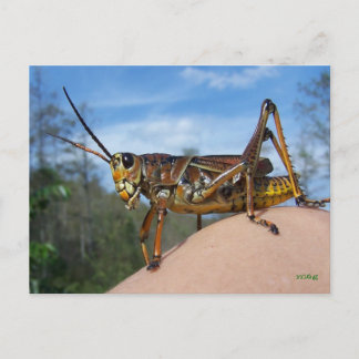 What's Hoppin Postcard