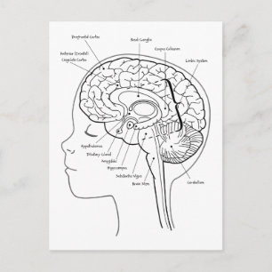 What's in Your Brain Postcard