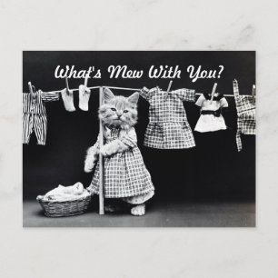 What's Mew Kitten Postcard