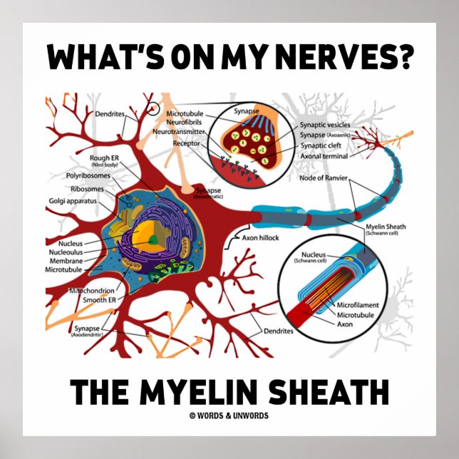 What's On My Nerves? The Myelin Sheath Poster (Front)