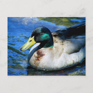What's Quackin? Postcard