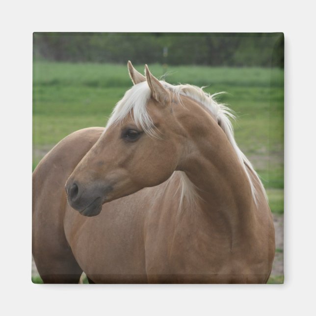 Whats Sizzlin Jac Magnet (Front)