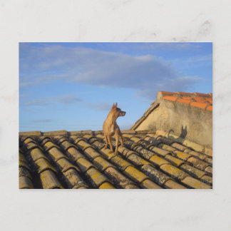 Whats that over there. postcard