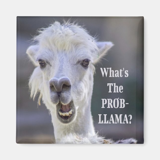 What's The Prob- Llama ? Cute Funny LLAMA Magnet (Front)