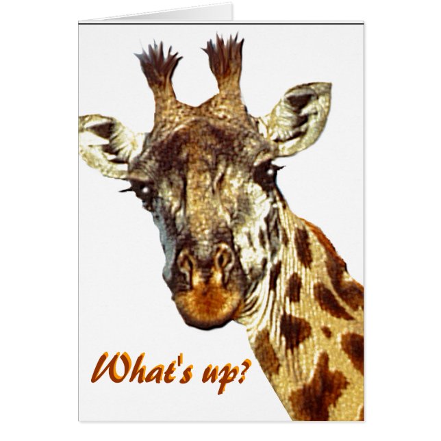 "What's Up?" (Front)