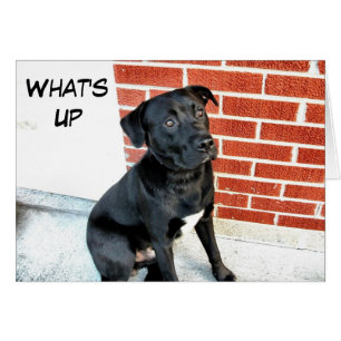 What's Up Black Labrador