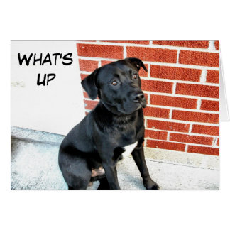 What's Up Black Labrador