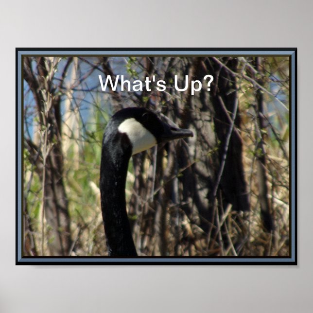 What's Up Canadian Goose Poster (Front)