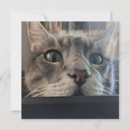 What's up, Cat? Square Greeting Card
