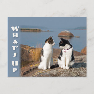 What's up CC0553 Cat conversation Postcard