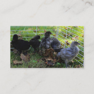 Whats Up - Chicken Butt Business Card