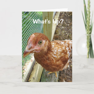 What's Up Chicken Butt Funny chicken humour Card