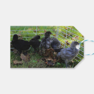 Whats Up - Chicken Butt Gift Tags
