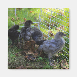 Whats Up - Chicken Butt Magnet