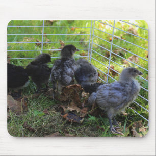 Whats Up - Chicken Butt Mouse Pad