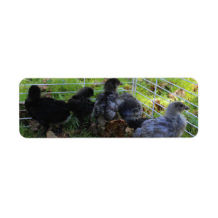 Whats Up - Chicken Butt Return Address Label
