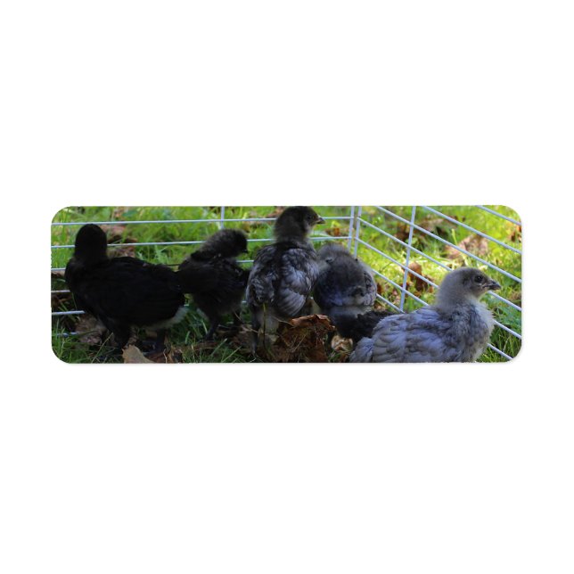 Whats Up - Chicken Butt Return Address Label (Front)