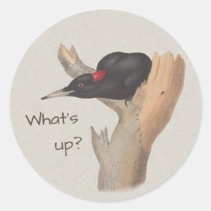 What's up? Curious black woodpecker John Gould Classic Round Sticker