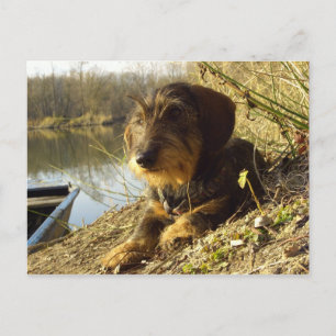 What's up? Cute Dachshund Postcard