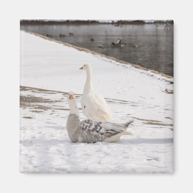 Whats Up Goose Magnet (Front)