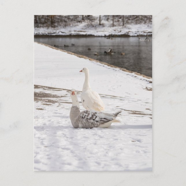 Whats Up Goose Postcard (Front)