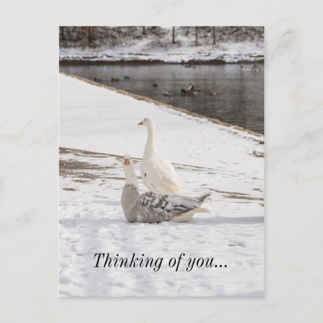 Whats Up Goose Thinking Of You Postcard (Front)