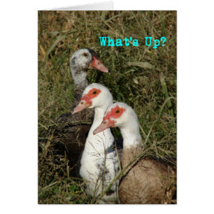 What's Up?  Muscovy Ducks