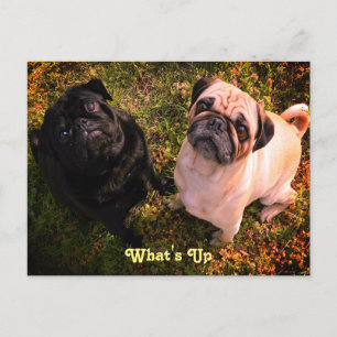 What's up Pug Dogs Postcard