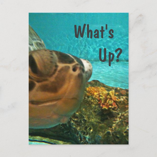 What's Up Turtle Selfie Postcard (Front)