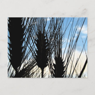 wheat and sky 2012 postcard