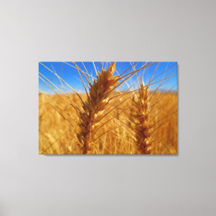Wheat Canvas Print