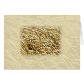 Wheat Field