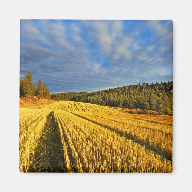 Wheat Field After Harvest Magnet (Front)
