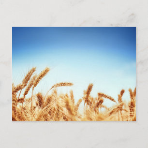 Wheat field against blue sky postcard