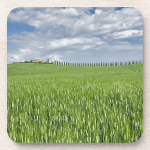 Wheat field and drive lined by stately cypress coaster
