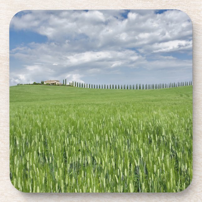 Wheat field and drive lined by stately cypress coaster (Front)